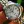 Moonwatch